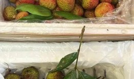 荔枝娱乐吃瓜爆料,娱乐圈最新吃瓜爆料大汇总