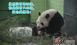 娱乐吃瓜大熊猫,揭秘大熊猫的娱乐生活