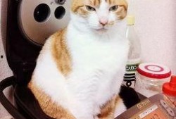 娱乐猫吃瓜记,揭秘娱乐圈幕后风云