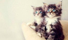 娱乐吃瓜酱猫咪视频,萌态十足，网友直呼“太可爱了！”