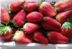 娱乐吃瓜君草莓,揭秘娱乐圈那些不为人知的幕后故事