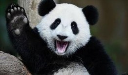 娱乐吃瓜大熊猫,揭秘大熊猫的娱乐生活