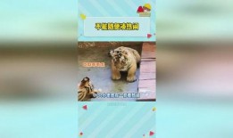 虎虎爱娱乐吃瓜,揭秘娱乐圈背后的那些事儿