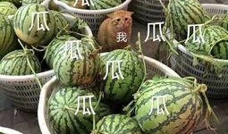 最新娱乐吃瓜,明星隐私曝光，幕后黑手浮出水面